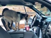 Zoomie likes coffee