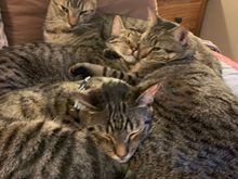 Apparently the most comfortable place to sleep is on top of your siblings.