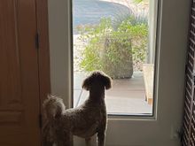 And Poppy on the watch!