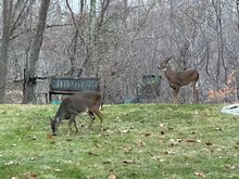 Oh deer!