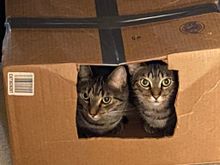 Fred and Apollo