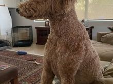 Watching the door, waiting for dad to come home. (He didn’t. He’s out of town.)