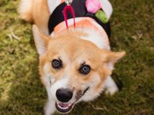 Ready for the Halloween parade. Ebi Nigiri Corgi