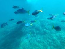 Great Barrier Reef