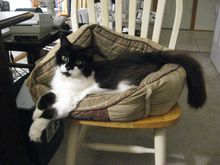 Harley, 2001-2019