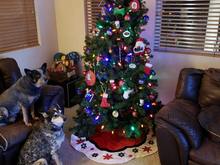 Ranger, Harley, Husker