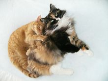 Sophie & Julius (yes, he's the orange one). He loves her alot more than she loves him :)