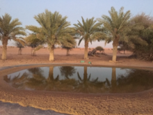 This is a close up of the watering hole at dusk.