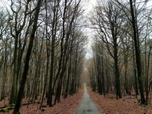 The walk disappears into the forest at Reichswald 
