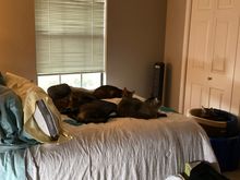 They claim they were good all day while we were gone to work.  As the house is still standing, I’ve decided to believe them.