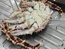 1.6kg king crab