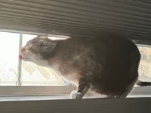 Boo likes to lick the condensation off the bedroom window :D