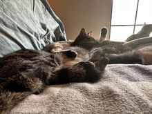 Count the cats.  I can’t even figure who all is in this pile.
