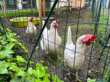 Courtyard chickens 