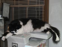 Sleeping on top of the printer. One of many "found" photos.