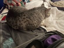 “If I get on her suitcase she can’t close it or go anywhere without me.”  Anpu