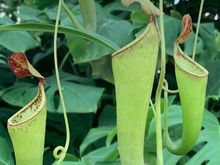 A sneaky pitcher plant. 