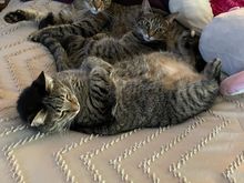 George, Apollo, and Fred have claimed this bed as theirs.