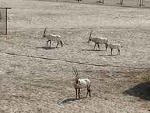 Saw some oryx, the National animal. 