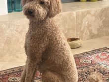 Poppy is looking forward to her rejuvenating spa day tomorrow!