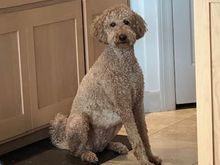 What is the hold up with my treat?