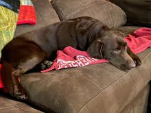 By Sunday he was sad that Kazak and I don’t play enough.  Two-year old labs, amirite?