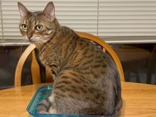 Sure Ariel.  We didn’t need to use that lid to cover the rest of the cornbread.