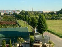 The outskirts of Mannheim, near Sandhofen