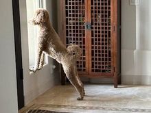 Keeping the neighborhood safe!