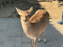 Resident deer, wondering if you have crackers and / or really anything else of nutritional value