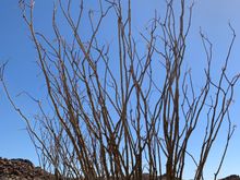 Ocotillo Cactus