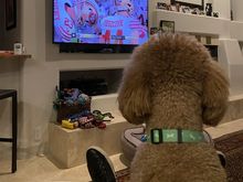 Poppy’s not much of a TV watcher, but is watching the Super Bowl with her sitter!