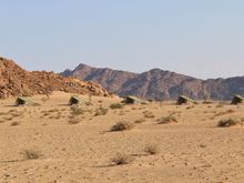 Desert Quiver Camp