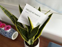 Kimpton Plant pal : Kees, overheard my musings about Viking Cruises, they are never the cheapest provider but they herd their flock in such fashion that all uncertainty has been sanitized away