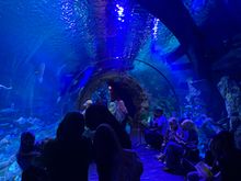 Huge fish tank tunnel