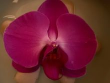 Looking at this lovely phaelanopsis when face down
