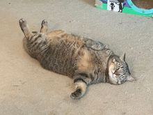 Gaby Baby is melting from the heat outside.   (Despite the fact she lives in air conditioning).
