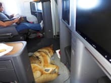 dog_on_a_plane