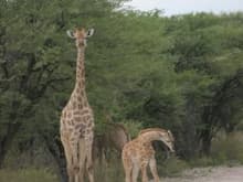 Giraffes near our hotel