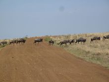 Wildebeest Migration Safari Kenya Masai Mara