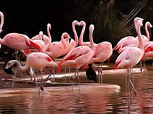 https://www.safari-center.com/wp-content/uploads/2017/08/pink-flamingos-1371043-640x480-e1536851826107.jpg