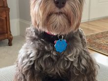 My Nina again. A mini Schnauzer in all respect! 