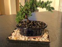 My tree was delivered! Definitely doesn't look like the photo on ftd, but hopefully can be pruned accordingly. 