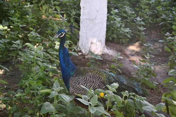 There are tons of peacocks at the palace