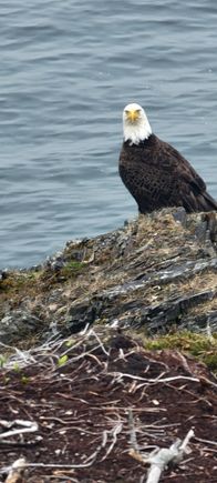 A bald eagle on the trail