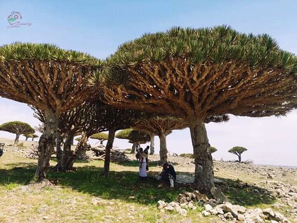 Dragoon blood trees