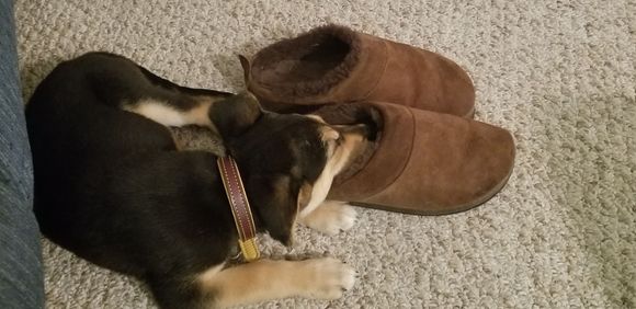 I'm feeling a bit better....Mama is so good to me, she even lets me steal her slippers when I'm feeling bad. 