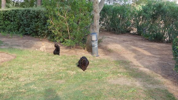 Cat around the house