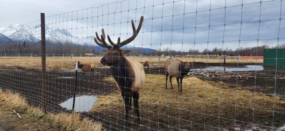 Elk