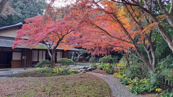 Tea ceremony tea house